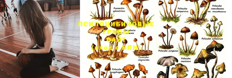 Галлюциногенные грибы Cubensis  маркетплейс какой сайт  Карачев 